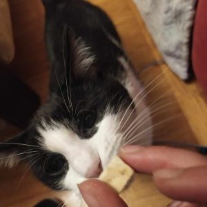 Kot jedzący smaczek na pettsitingu